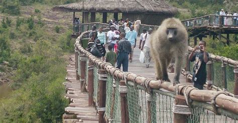 Nairobi Safari Walk: A Gem at the Heart of the City – Travel Moran