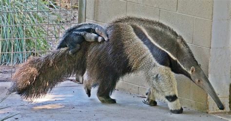 The Santa Ana Zoo at Prentice Park: A New Baby Giant Anteater Born at the Santa Ana Zoo!