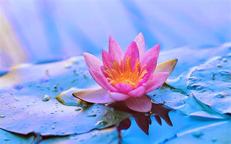 wallpapers: Lotus Flower Wallpapers