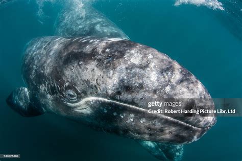 California Gray Whale Eschrichtius Robustus Mother And Calf Underwater ...