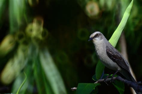 A mockingbird when brushing my teeth | This mockingbird sang… | Flickr