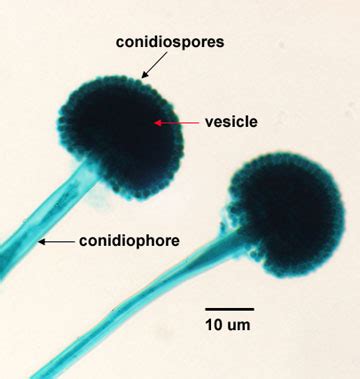 BIOL 230 Lecture Guide - Conidiospores of Aspergillus