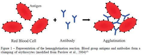 hematology - Why does Anti-A antibodies make type-A blood type clump? - Biology Stack Exchange