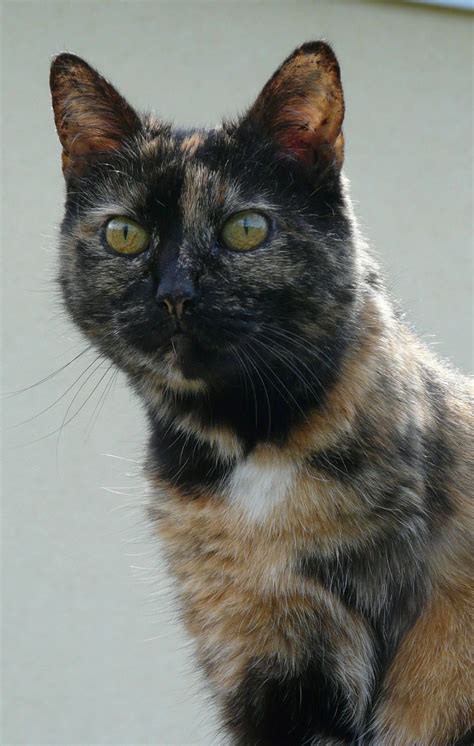 Tortoiseshell Cat Lifespan