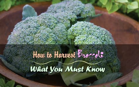 How to Harvest Broccoli: What You Must Know