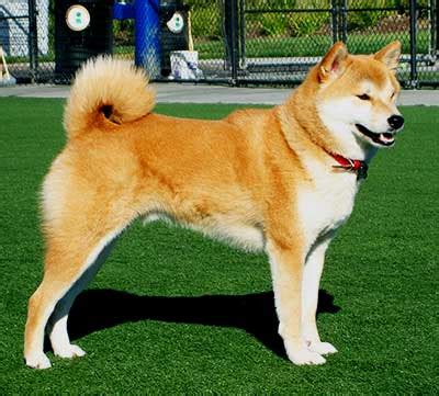 Hokkaido Dog Breed | Info | Characteristics | Traits