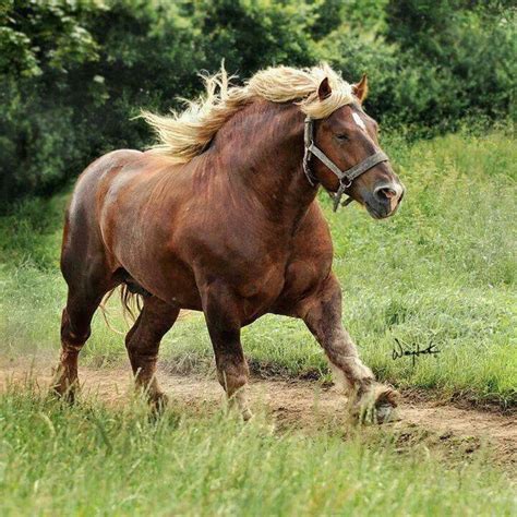 JUTLAND horse. The Jutland horse (Danish: Den jyske hest) is a draft ...