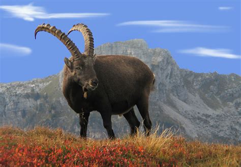 ALPINE IBEX Location: lives in the mountains of... | animals, animals, animals