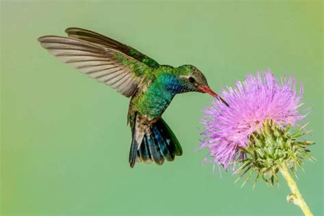 Why Aren't There Hummingbirds in Hawaii? - Bird Feeder Hub