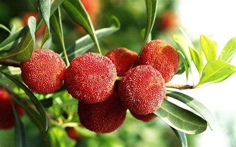 Red Chinese Bayberry (1 box) — MomoBud