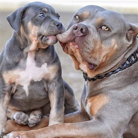 14 Terribly Interesting Facts About Pit Bulls | PetPress