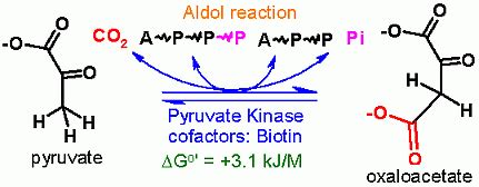 Pyruvate Carboxylase Mechanism