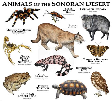 Animals of the Sonoran Desert Poster Print - inkart