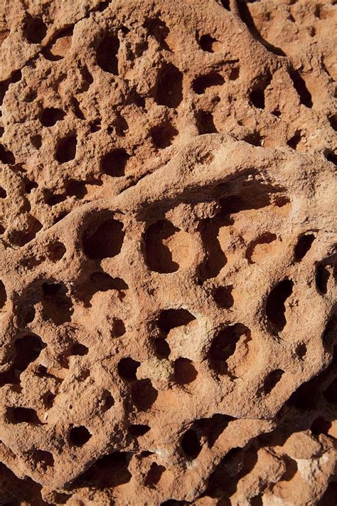 Trace fossils, Gantheaume Point Photograph by Science Photo Library ...