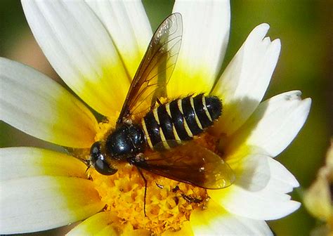 Identification Guide to Common Springtime Insects and Bugs (With Photos) - Owlcation