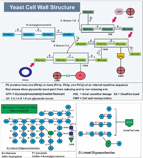 Structure of yeast cell wall and yeast cell wall mannans (MOS). | Download Scientific Diagram