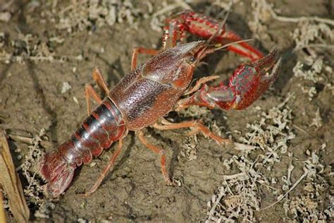 15 Examples of Crustaceans (With Pictures) - Wildlife Informer