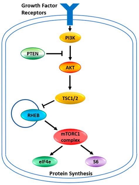 JPM | Free Full-Text | Three Layers of Personalized Medicine in the Use ...