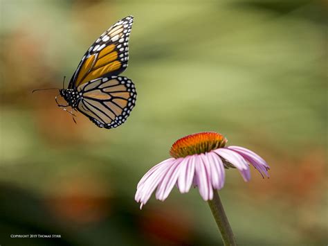 Wild Monarch Butterflies In Flight - Small Sensor Photography by Thomas ...