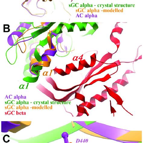 Structural organization of guanylate cyclase. A. Schematic depiction of... | Download Scientific ...