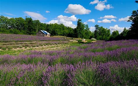 Bohemian Lavender Farm – Great Lakes Lavender Growers