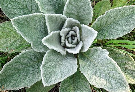 MULLEIN ( 2 oz) – ALKALINE JUNGLE