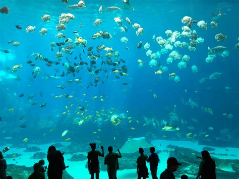 Free photo: Atlanta Aquarium - Aquarium, Fish, Ocean - Free Download - Jooinn