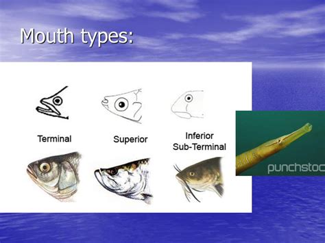 Fish external physiology - ppt download