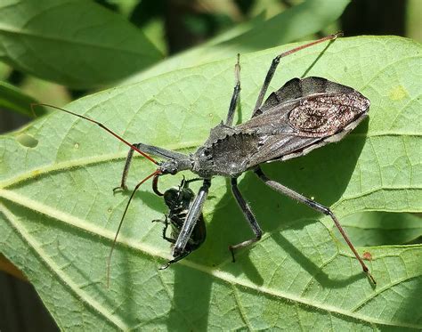 Savanna Insects