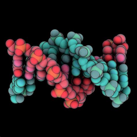 B-dna Molecule For Holliday Junction Photograph by Laguna Design ...