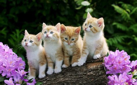 Hermosos Gatitos - Fondos de Pantalla HD - Wallpapers HD