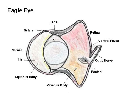 So here, we will be look into the eagle eye. We will be looking at the different parts of it but ...