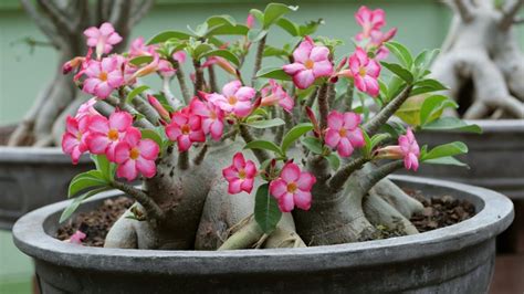 A Beginner's Guide: How to Propagate Desert Rose - Plant Propagation