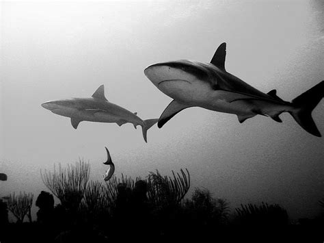 Shark black and white in black and white shark photography shark animal ...