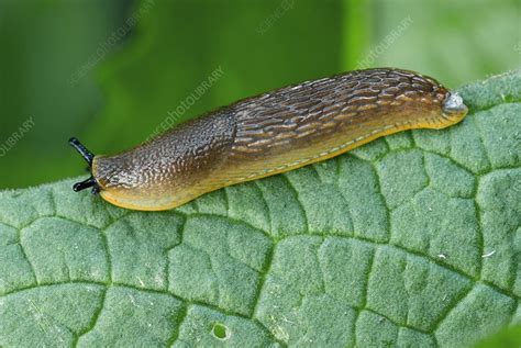 Common black slug on a leaf - Stock Image - C014/9734 - Science Photo Library