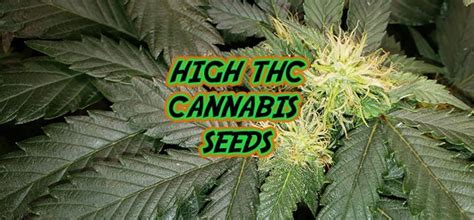 High THC Cannabis Seeds: Potent Strains and Their Benefits