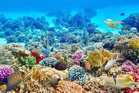 Why Are Coral Reefs Important? - WorldAtlas