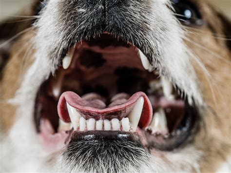 Pale Gums in Dogs? Discover the Critical Warning Signs