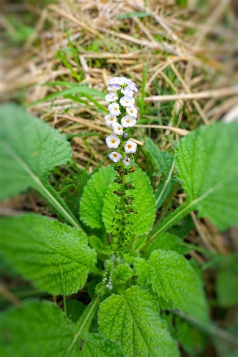 Flower Heliotropium Indicum or Indian Heliotrope on Field Stock Photo ...