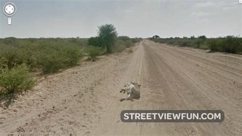 16 funniest animals on Google Street View – StreetViewFun