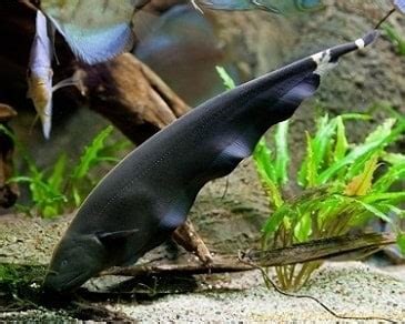 Black Ghost Knife Fish Size, Food, Care, & More