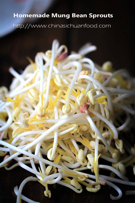 Mung Bean Sprouts (How to Sprout Mung Bean at home and Salad ) - China Sichuan Food