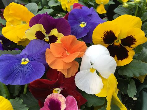 Assorted Pansy - Plant Library - Pahl's Market - Apple Valley, MN