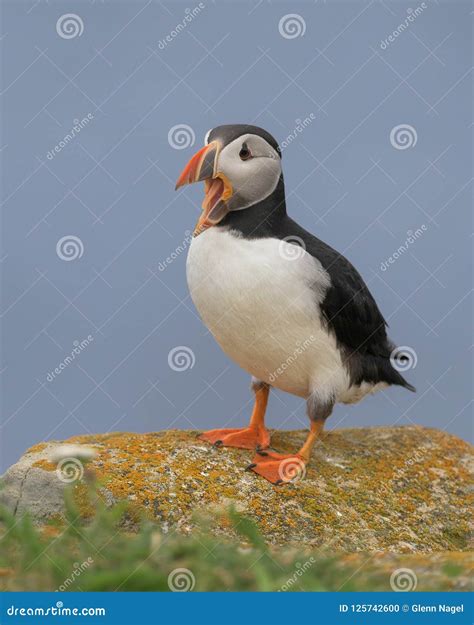 Atlantic Puffin with Open Mouth Stock Photo - Image of arctica, body ...