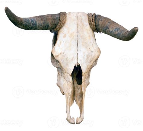 Buffalo skull 1374392 Stock Photo at Vecteezy