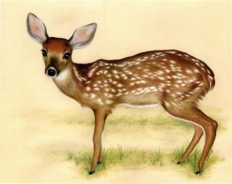 Fawn Drawing by Heather Mitchell