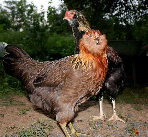 15 Popular Breeds of Chickens for Raising as a Backyard Flock | The Self-Sufficient Living
