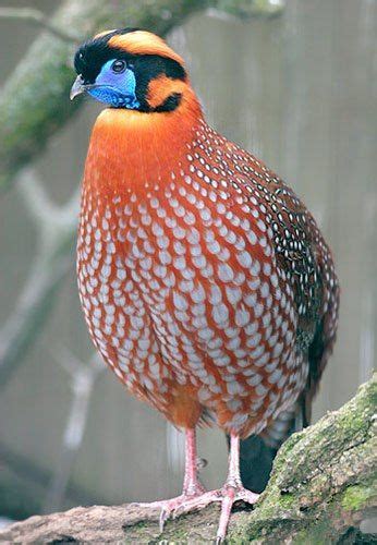 Phasianidae | Birds | Pinterest