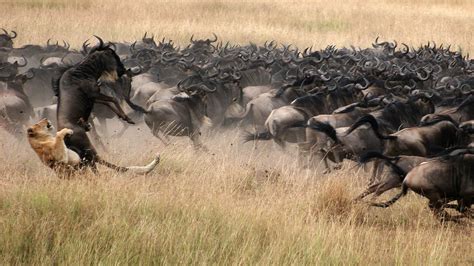 The Great Wildebeest Migration in Masai Mara, Kenya