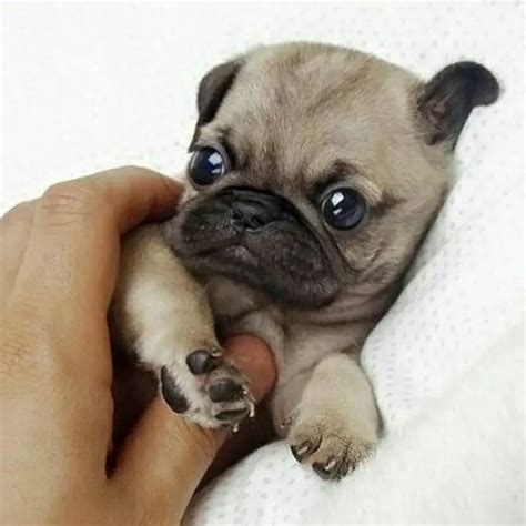 An Ultimate Guide to the Teacup Pug - ebknows